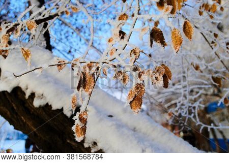 Yellow Leaves Powdered Snow. Conceptual Photo For An Early Unexpected Winter And First Snow.