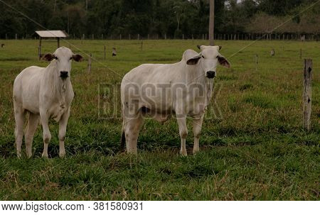Itabela, Bahia / Brazil - October 19, 2010: Nellore Heifers Are Seen On A Farm In The Municipality O
