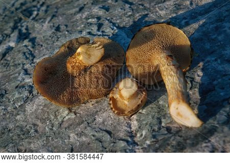 Mushroom Xerocomus Subtomentosus Over Stone Background. Autumn Cep Mushrooms. Mushrooms Picking.