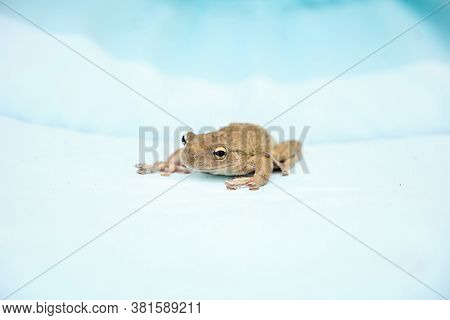Cuban Tree Frog Osteopilus Septentrionalis Hangs On An Areca Palm