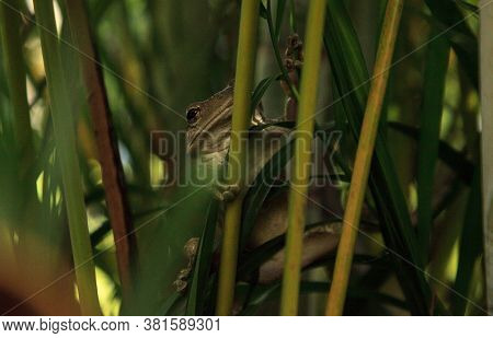 Cuban Tree Frog Osteopilus Septentrionalis Hangs On An Areca Palm