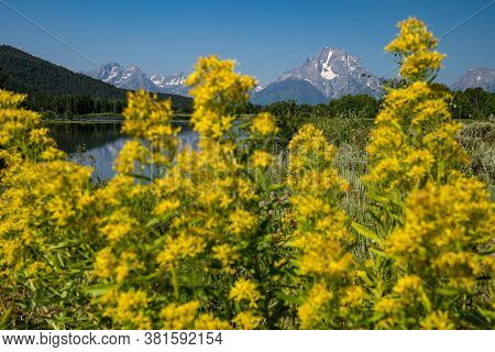 View Of The Grand Tetons Mountains As Seen From Oxbow Bend, With Defocused Elmleaf Goldenrods Flower