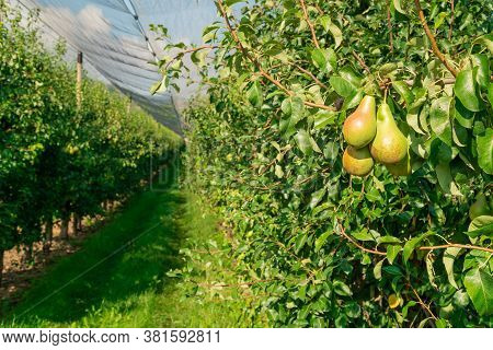 Very Fine And Delicious Pears Hang On The Beautiful Green Leaf Tree In A Large Pear Plantation On A 