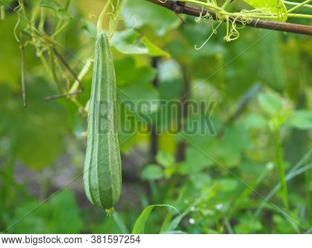 Luffa Acutangular, Cucurbitaceae Green Vegetable Fresh In Garden On Nature Background