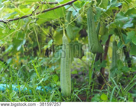 Luffa Acutangular, Cucurbitaceae Green Vegetable Fresh In Garden On Nature Background