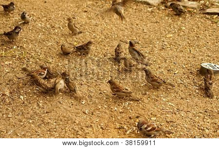 Sparrows