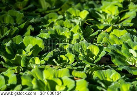 Close Up Floating Water Lettuce, Pistia Stratiotes Linnaeus Plant ,low Key