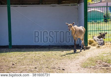 Antelope Nilgai Or Blue Bull (boselaphus Tragocamelus)