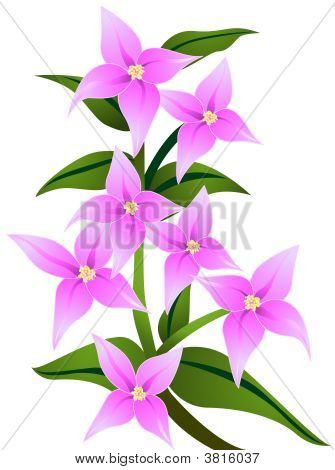 Boronias