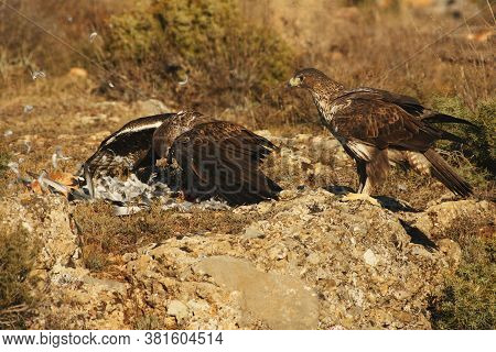 The Bonelli\'s Eagle (aquila Fasciata) Sitting On A Rock With Prey. The Male Hides Prey From A Large