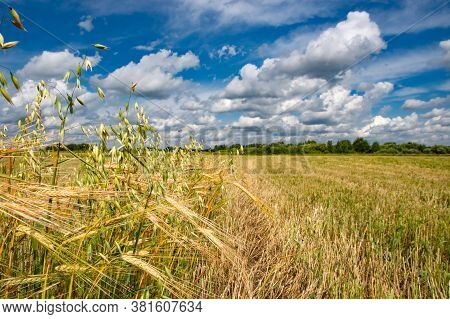 Wheat Field Landscape. Summer Wheat Field Agriculture