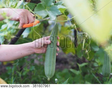 Woman Cutting Luffa Acutangular, Cucurbitaceae Green Vegetable Fresh In Garden On Nature Background