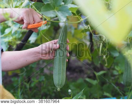 Woman Cutting Luffa Acutangular, Cucurbitaceae Green Vegetable Fresh In Garden On Nature Background