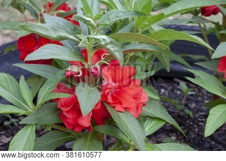 Beautiful Red Rose Balsam, Garden Balsam, Impatiens Balsamina Or Touch Me Not Bloom In The Garden Wi