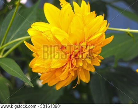 Flowers Rudbeckia Laciniata - Named Golden Ball In August