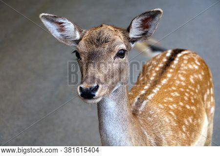Beautiful Young Sika Deer Close-up. Wild Nature