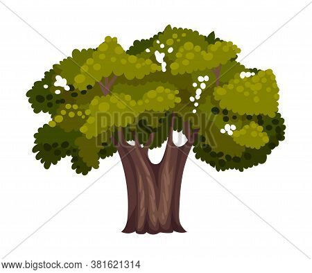 Tree With Exuberant Green Foliage And Trunk Vector Illustration