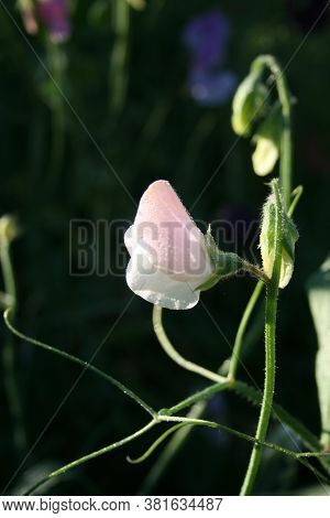 Sweet Pea. Series: Sweet Peas From My Garden. August Mornings. Summer 2020