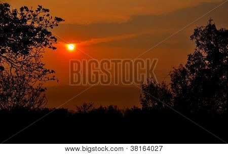 Sunrise siluet ağaçları