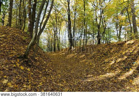 Autumn The Leaves Fall And It Gets Colder And The Trees Are Covered With Yellow Leaves