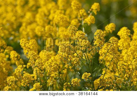 Fleurs printanières jaune
