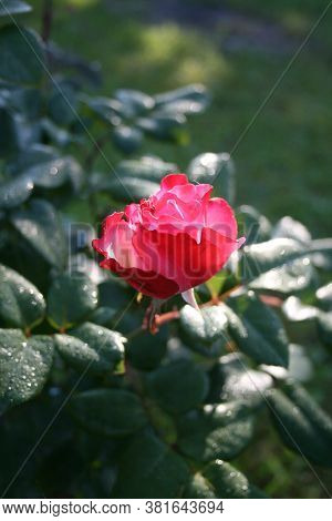 Rose Nostalgia. Series: Roses From My Garden. August Mornings. Summer 2020