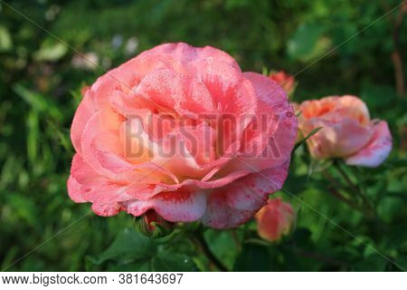 Rose .air 4. Series: Roses From My Garden. August Mornings. Summer 2020