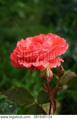 Rose Scent Cloud 1. Series: Roses From My Garden. August Mornings. Summer 2020