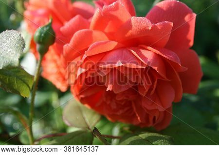 Rose Summer Song  1. Series: Roses From My Garden. August Mornings. Summer 2020