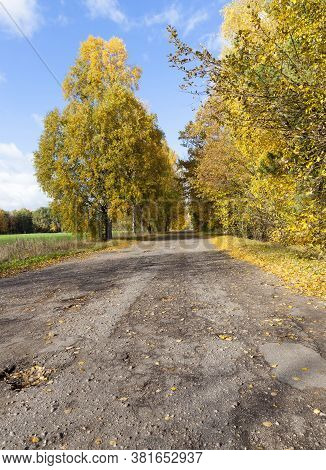 Paved Road With Trees, Leaves From Trees Fall On The Road In Autumn