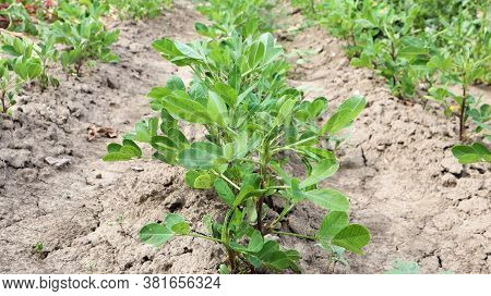 Growing Organic Peanuts, Outdoor Peanut Bushes Grow In The Ground In The Vegetable Garden. Peanut Tr