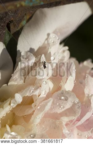 Small Black Ant Running On The Bright Petals Of A Flowering Peony, Summer Or Spring Time Of The Year