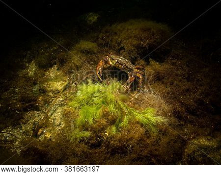 A Closeup Picture Of A Crab In A Beautiful Marine Environment. Picture From Oresund, Malmo In Southe