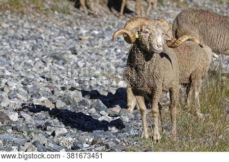 A Ram With Big Hrons On The Path