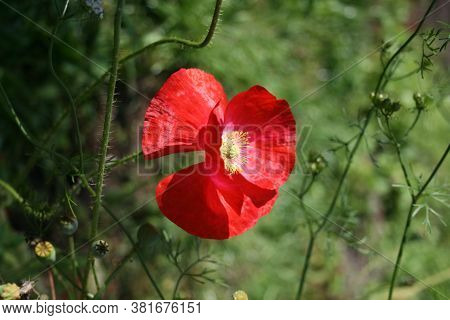 Poppy 2. Series: Poppies From My Garden. August Mornings. Summer 2020