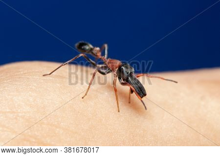 Male Ant Mimicking Jumping Spider On Hand