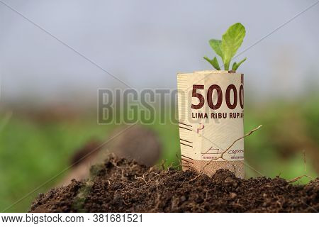 Rolled Banknote Money Five Thousand Indonesia Rupiah And Young Plant Grow Up From The Soil. Concept 