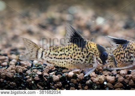 A Shellfish In The Aquarium. These Fish Keep The Bottom Clean.