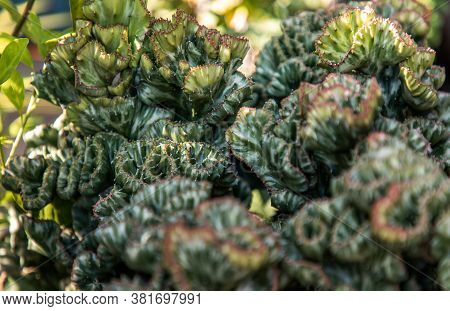 Euphorbia Lactea 'cristata' Succulent Plant And Blurred Background At Tropical Botanical Garden. Sel