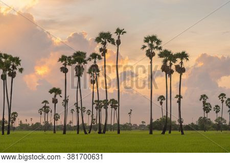 Dong Tan Trees In Green Rice Field In National Park At Sunset In Sam Khok District In Rural Area, Pa