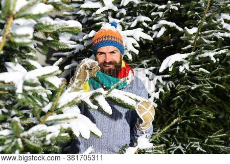 Macho With Beard And Mustache Hiding Between Firtrees Branches.