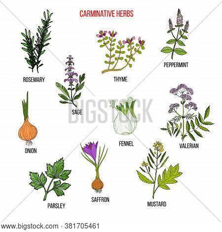 Carminative Herbs. Hand Drawn Vector Set Of Medicinal Plants