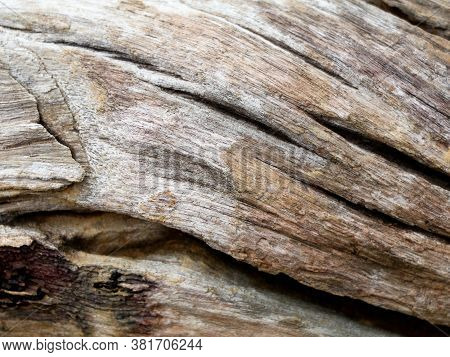 Surface Of An Old  Decomposed Wood Trunk As Texture, Background