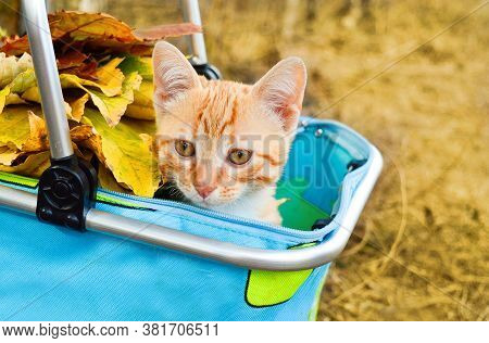 Cute Little Ginger Kitten In A Basket With Autumn Leaves. The Concept Of Pets, Friendship With Anima