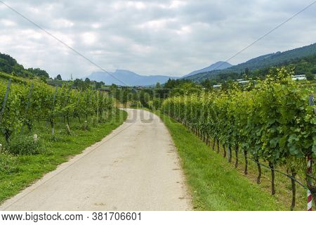 Rural Landscape In Valsugana, Trento, Trentino Alto Adige, Near Vigolo Vattaro At Summer. Vineyards