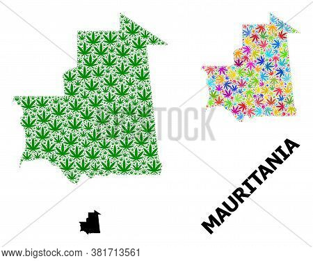 Vector Marijuana Mosaic And Solid Map Of Mauritania. Map Of Mauritania Vector Mosaic For Marijuana L