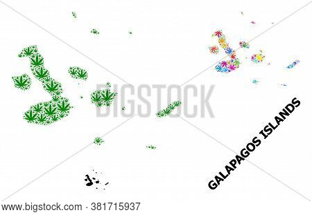Vector Weed Mosaic And Solid Map Of Galapagos Islands. Map Of Galapagos Islands Vector Mosaic For We