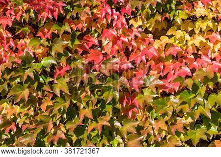 Climbing Vine In Varied Colors In Autumn