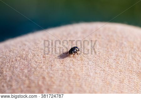 A Small Black Insect Sits On A Hand Close-up. Insect In The Palm Of Your Hand. Close-up