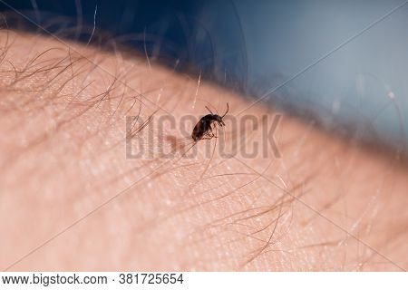 A Small Black Insect Sits On A Hand Close-up. Insect In The Palm Of Your Hand. Close-up